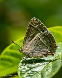 Attēlu rezultāti vaicājumam “Favonius quercus”