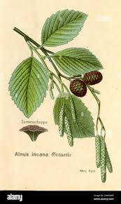 Attēlu rezultāti vaicājumam “Alnus incana”