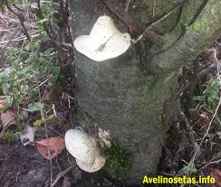 Attēlu rezultāti vaicājumam “Buglossoporus quercinus”