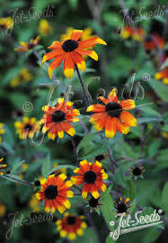 Image result for Rudbeckia Paradisio