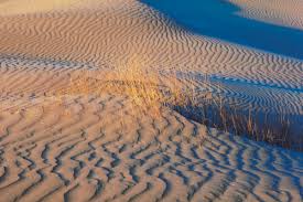 Attēlu rezultāti vaicājumam “Leporida”