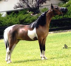 Horse Breeds