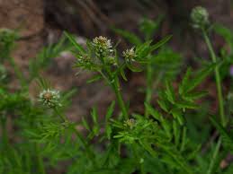 Attēlu rezultāti vaicājumam “Cardamine impatiens flower”