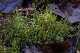 Attēlu rezultāti vaicājumam “Calliergon cordifolium”