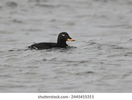 Attēlu rezultāti vaicājumam “Melanitta fusca”