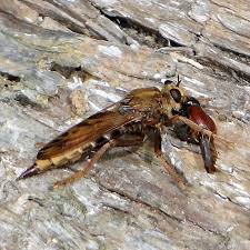 Attēlu rezultāti vaicājumam “Asilus crabroniformis”