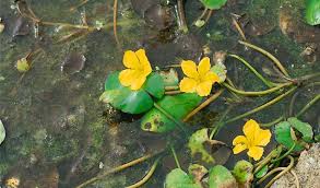 Image result for Seekanne