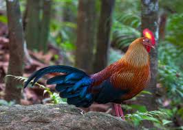 Attēlu rezultāti vaicājumam “Gallus”