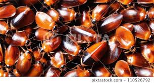 Attēlu rezultāti vaicājumam “Blattoptera”