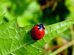 Attēlu rezultāti vaicājumam “Coccinella septempunctata imago”