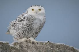 Image result for Bubo scandiacus