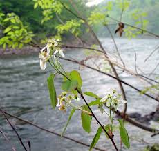 Attēlu rezultāti vaicājumam “Amelanchier spicata flower”