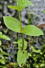 Attēlu rezultāti vaicājumam “Veronica anagallis-aquatica leaf”