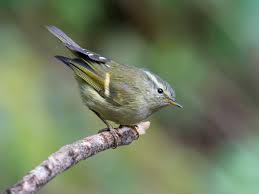 Image result for Phylloscopus humei