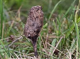 Attēlu rezultāti vaicājumam “Aulacidea hieracii”