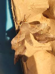 Attēlu rezultāti vaicājumam “Laothoe populi imago”