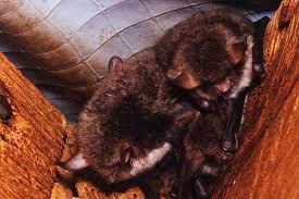 Attēlu rezultāti vaicājumam “Myotis brandtii”