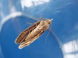 Attēlu rezultāti vaicājumam “Epiblema grandaevana”