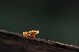 Attēlu rezultāti vaicājumam “Bryum funkii macro”