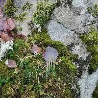 Attēlu rezultāti vaicājumam “Cladonia cornuta”