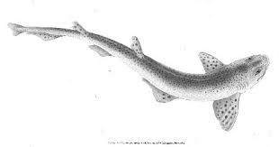 Image result for Scyliorhinus canicula
