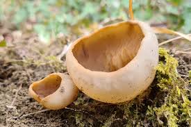 Attēlu rezultāti vaicājumam “Disciotis venosa”