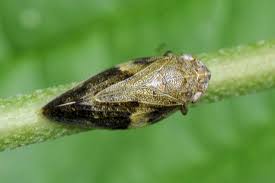 Attēlu rezultāti vaicājumam “Aphrophora alni imago”