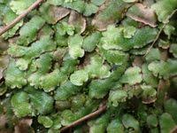 Attēlu rezultāti vaicājumam “Reboulia hemisphaerica”