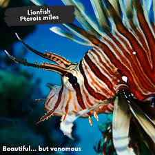 Image result for Pterois miles