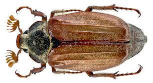 Attēlu rezultāti vaicājumam “Melolontha melolontha imago”