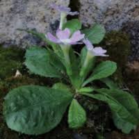 Attēlu rezultāti vaicājumam “Primulaceae”