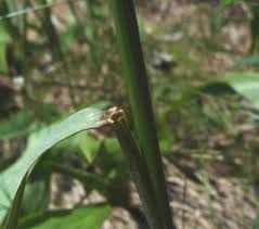 Attēlu rezultāti vaicājumam “Elytrigia repens leaf”