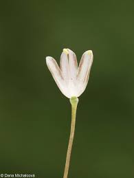 Attēlu rezultāti vaicājumam “Allium oleraceum flower”
