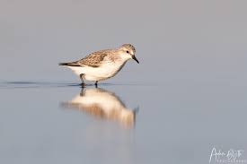 Image result for Calidris ruficollis
