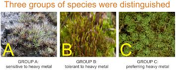Attēlu rezultāti vaicājumam “Bryum pallescens”