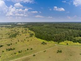 Attēlu rezultāti vaicājumam “Caprimulgus europaeus nest”