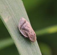 Attēlu rezultāti vaicājumam “Lepyronia coleoptrata”