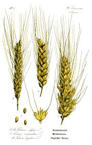 Attēlu rezultāti vaicājumam “Triticum aestivum”