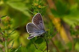 Attēlu rezultāti vaicājumam “Maculinea alcon upperside”