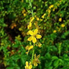 Attēlu rezultāti vaicājumam “Agrimonia eupatoria flower”