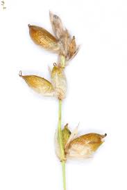 Attēlu rezultāti vaicājumam “Carex disperma”