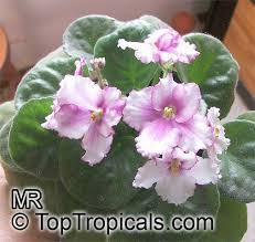 Image result for Saintpaulia ionantha Culitvar