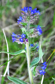 Attēlu rezultāti vaicājumam “Anchusa arvensis flower”