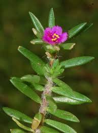 Attēlu rezultāti vaicājumam “Portulacaceae”