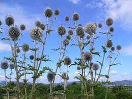Attēlu rezultāti vaicājumam “Echinops sphaerocephalus leaf”