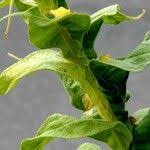 Attēlu rezultāti vaicājumam “Verbascum densiflorum leaf”