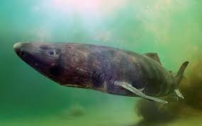 Image result for Somniosus pacificus