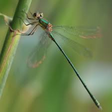 Attēlu rezultāti vaicājumam “Chalcolestes viridis”