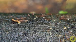 Attēlu rezultāti vaicājumam “Comatricha tenerrima”