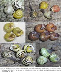 Attēlu rezultāti vaicājumam “Cepaea hortensis”